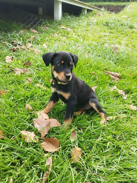 Barça la petite boule de tendresse