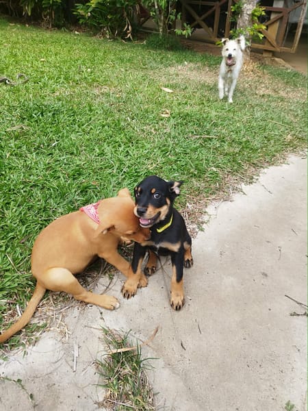 Barça la petite boule de tendresse