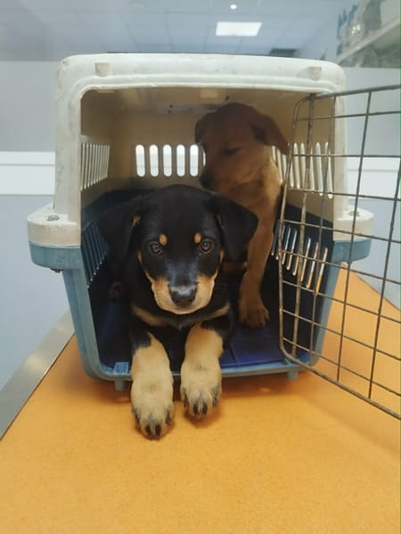 Barça la petite boule de tendresse