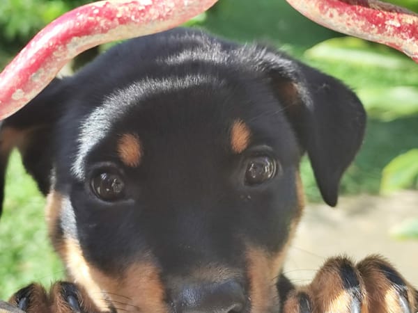 Barça la petite boule de tendresse