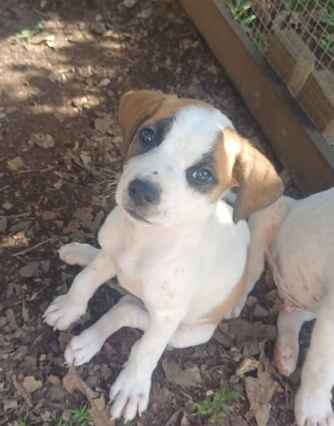 HOLLIS, chiot Croisée Labrador femelle