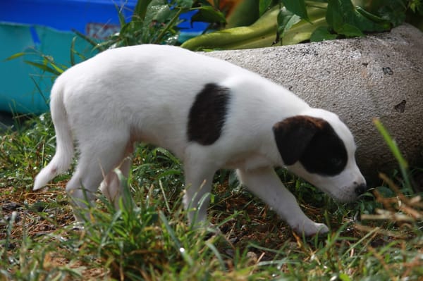INDIGO, chiot Berger Créole mâle