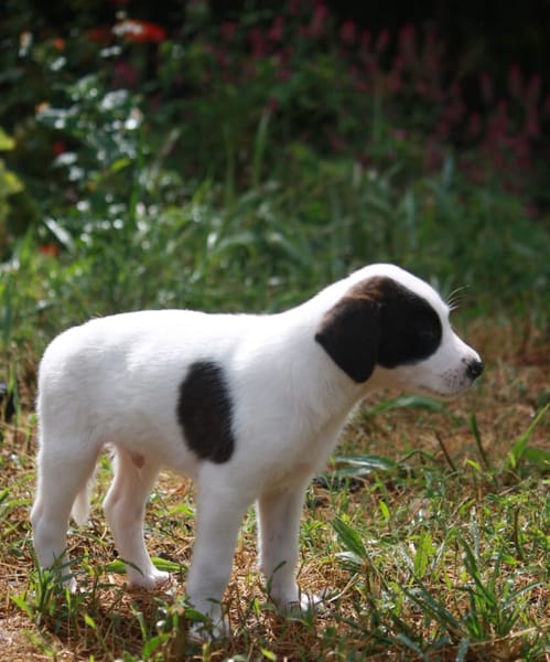 INDIGO, chiot Berger Créole mâle