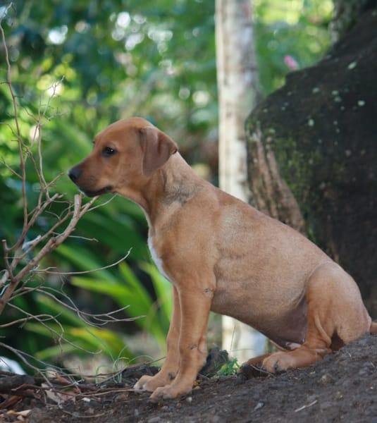 KARAMELLE, Chiot femelle Berger Créole
