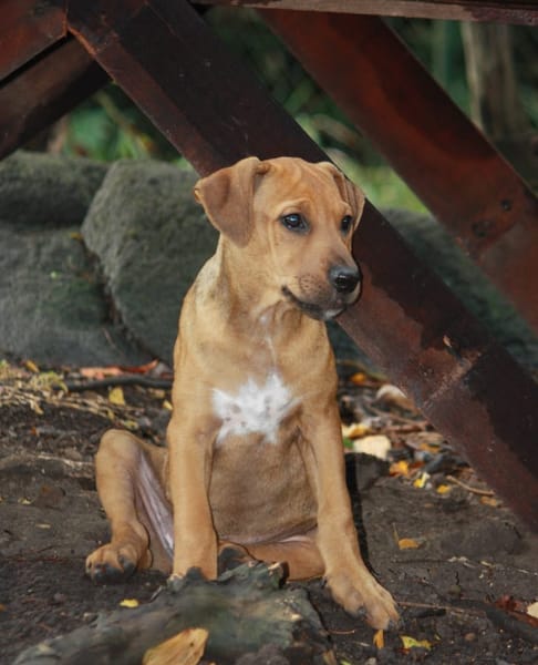 KARAMELLE, Chiot femelle Berger Créole