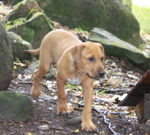KARAMELLE, Chiot femelle Berger Créole