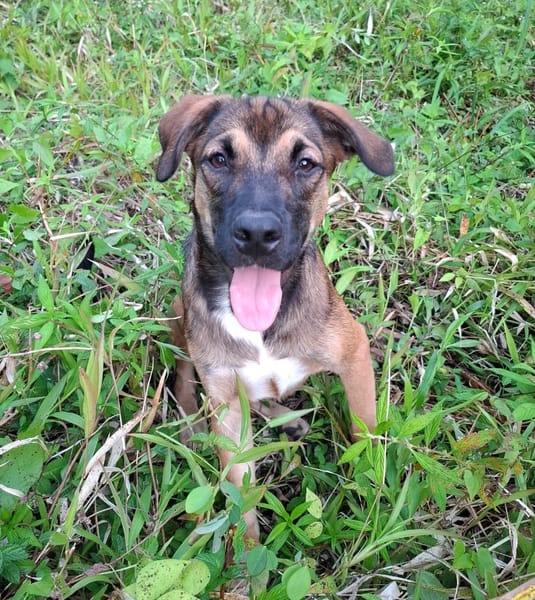 NAMEA, chiot Berger Créole femelle