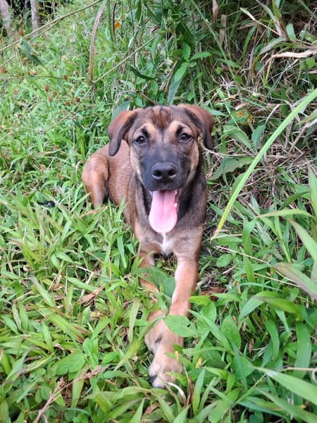 NAMEA, chiot Berger Créole femelle