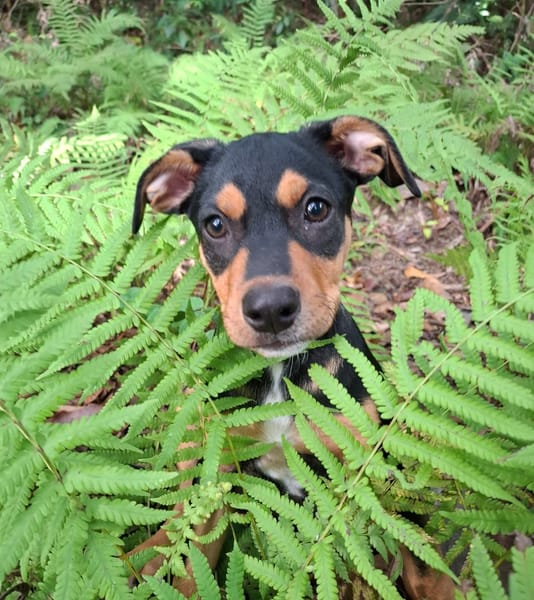 PAPOA, Chiot mâle Berger Créole