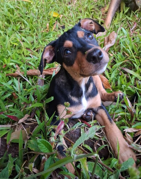 PAPOA, Chiot mâle Berger Créole