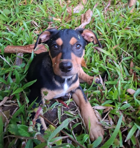 PAPOA, Chiot mâle Berger Créole