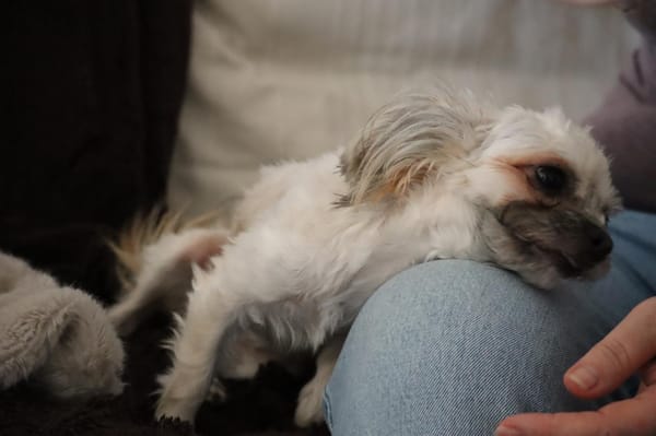 FURBY, junior femelle croisée Chihuahua & bichon