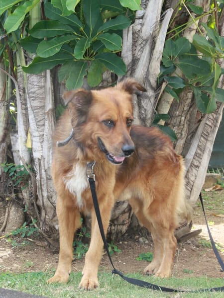HEAVEN, Mâle Croisé Créole