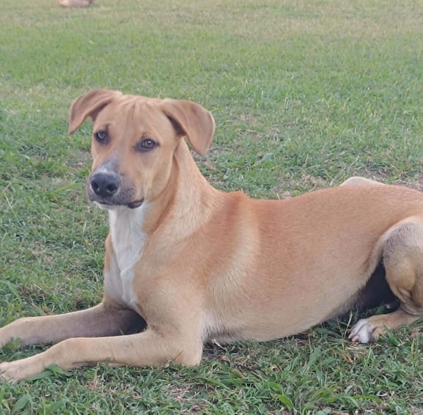 ATCHI, Mâle junior Berger Créole