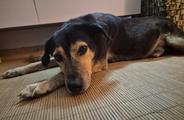 BOLT,  Chien adulte Berger Créole