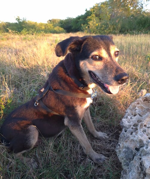 BOLT,  Chien adulte Berger Créole