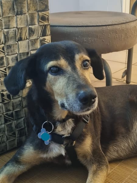 BOLT,  Chien adulte Berger Créole