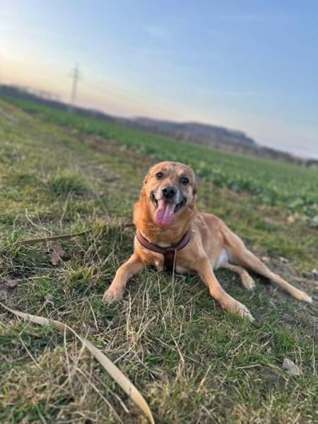 Darcy- beschützender lieber Hund 🍀