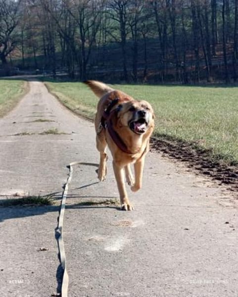Darcy- beschützender lieber Hund 🍀