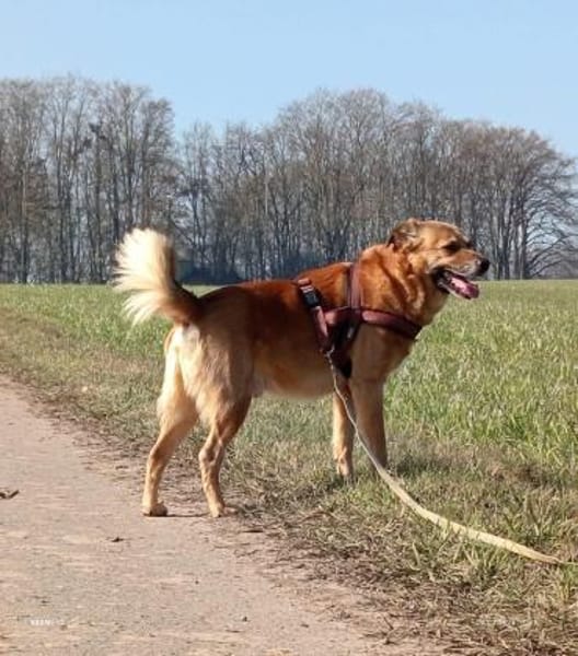 Darcy- beschützender lieber Hund 🍀