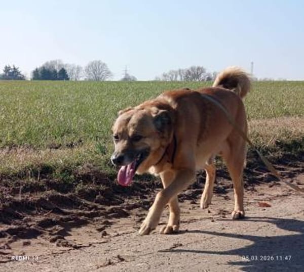 Darcy- beschützender lieber Hund 🍀