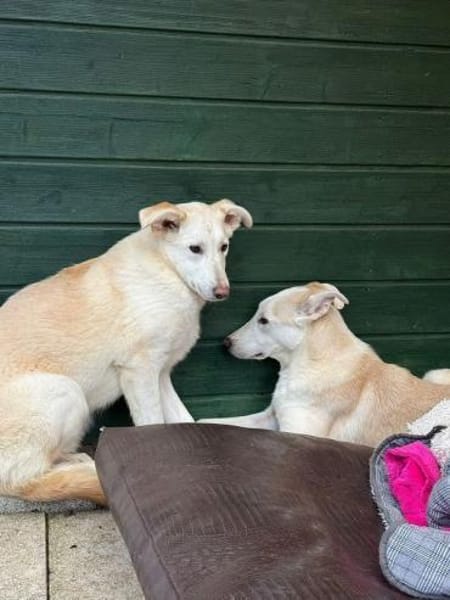 SINA-freundliche, liebe Jung-Hündin,61cm