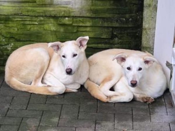 SINA-freundliche, liebe Jung-Hündin,61cm