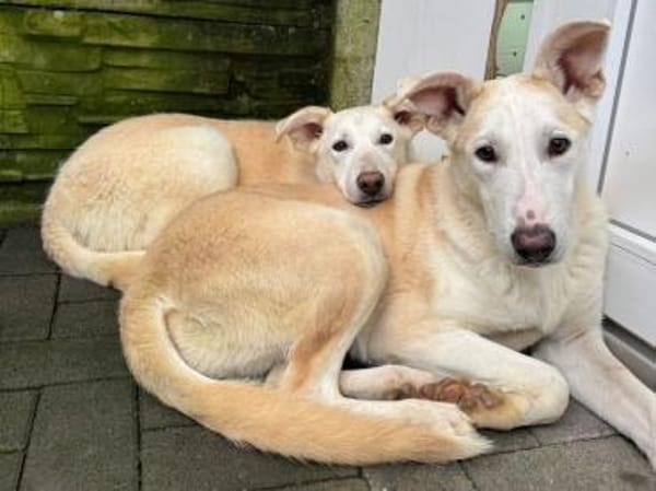 SINA-freundliche, liebe Jung-Hündin,61cm