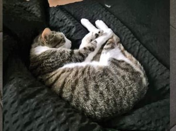 Kater Nicola hofft auf eine neue Chance