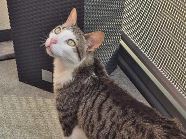 Kater Nicola hofft auf eine neue Chance