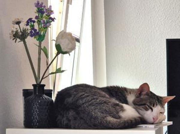 Kater Nicola hofft auf eine neue Chance