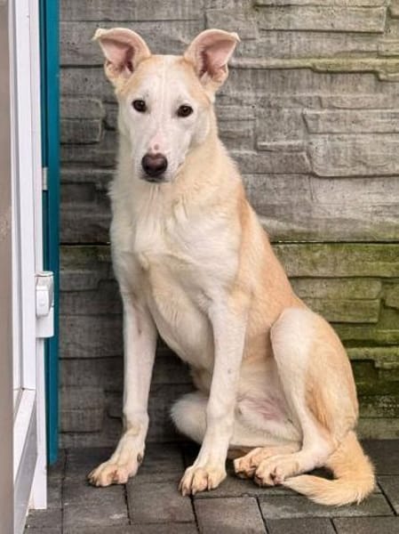 SEPPI-lieber,hübscher Jung-Rüde,63 cm