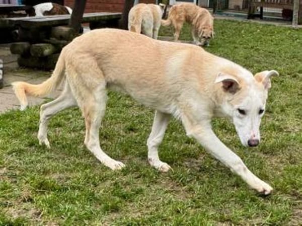 SEPPI-lieber,hübscher Jung-Rüde,63 cm