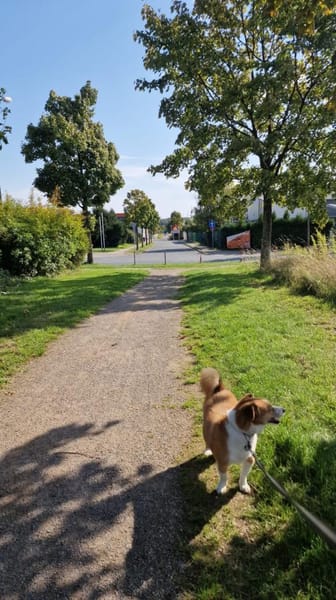 Senior Moritz sucht Gnadenplatz