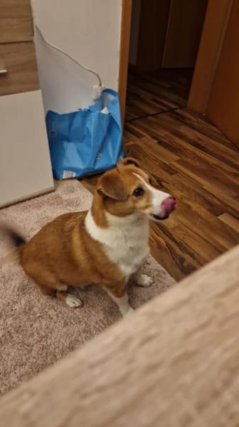 Senior Moritz sucht Gnadenplatz