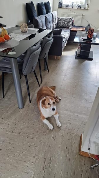 Senior Moritz sucht Gnadenplatz