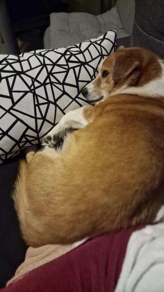 Senior Moritz sucht Gnadenplatz