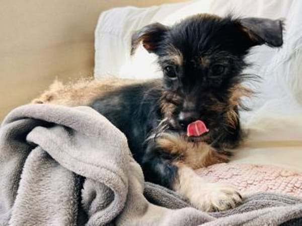 EVI-hübsche, verspielte Welpen-Hündin