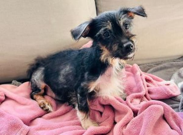 EVI-hübsche, verspielte Welpen-Hündin