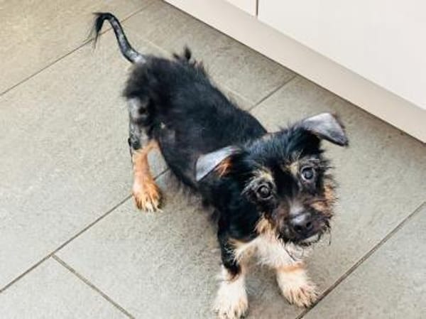 EVI-hübsche, verspielte Welpen-Hündin