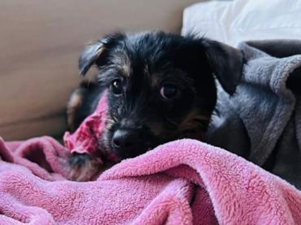 EVI-hübsche, verspielte Welpen-Hündin