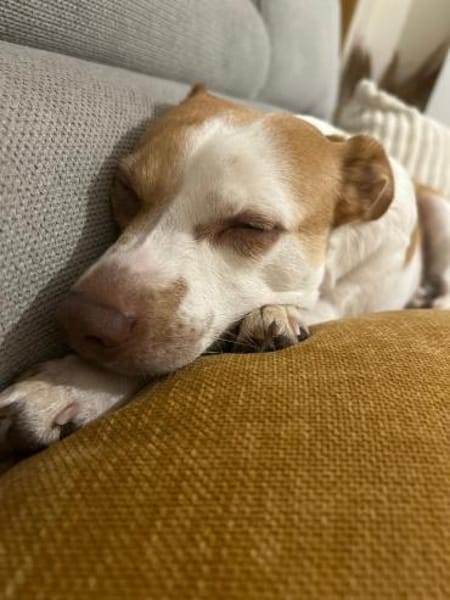 Olaf sucht liebevolles einzel zuhause