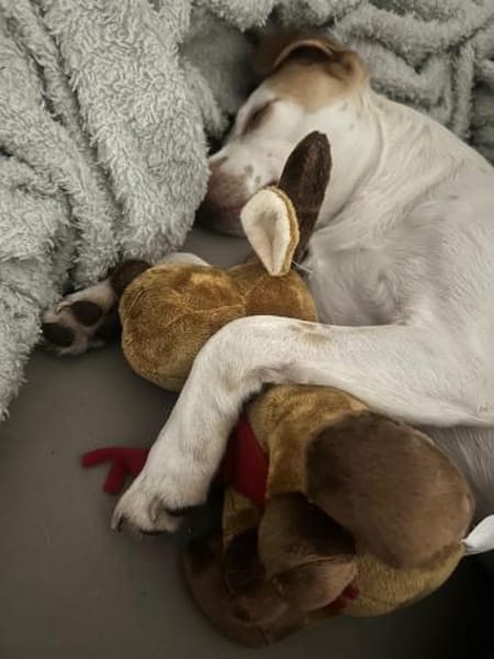 Olaf sucht liebevolles einzel zuhause