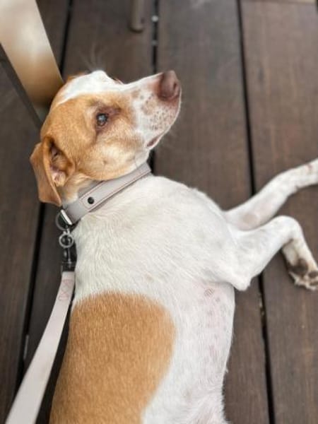 Olaf sucht liebevolles einzel zuhause