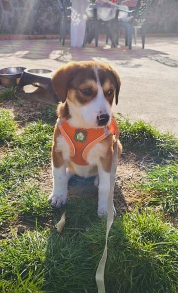 Ellie ein freundliches Hundekind