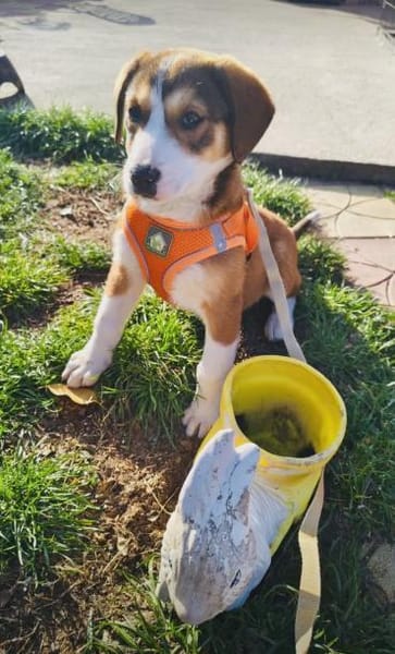 Ellie ein freundliches Hundekind