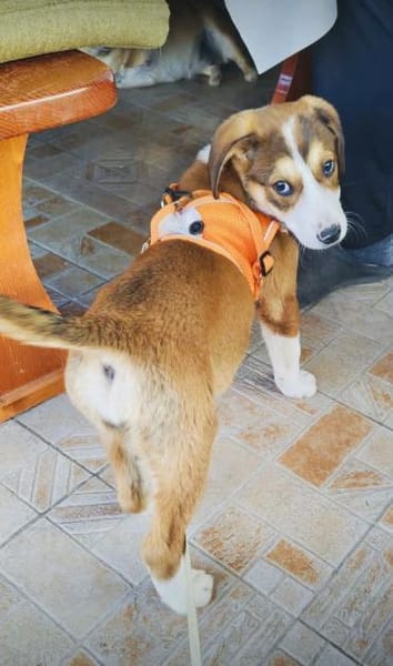 Ellie ein freundliches Hundekind