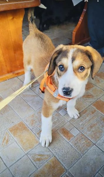 Ellie ein freundliches Hundekind