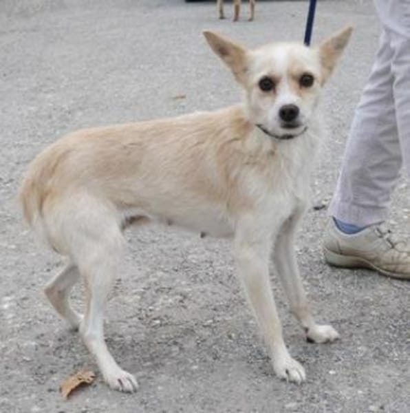 Raia ist eine zarte + anhängliche Hündin