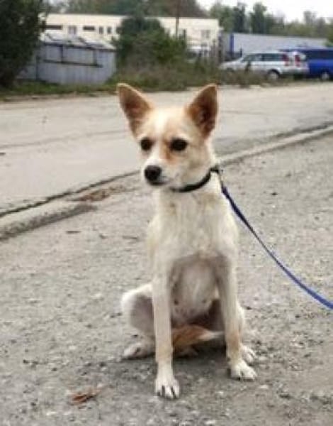 Raia ist eine zarte + anhängliche Hündin